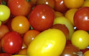 Red, orange and yellow tomatoes