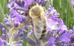 Purple lavender. Close up of bee.