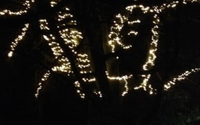 White lights on tree.