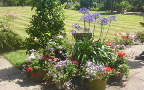 colourful plants in pots on a patio, grass in background.