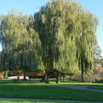 Golden weeping willow (Salix x sepulcralis), Gostrey Meadow (2) copyright Peter Bridgeman
