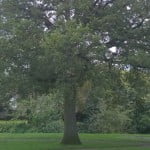 Oak tree Gostrey Meadow copyright FTC
