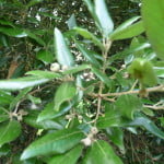 Evergreen or Holm Oak (Quercus ilex) copyright Peter Bridgeman