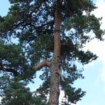 Scotts pine (Pinus sylvestris), Firgrove Hill copyright Peter Bridgeman