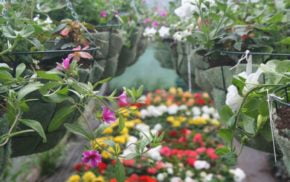 Hanging baskets and flowers in a greenhouse