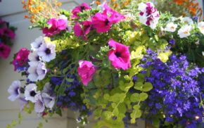 Hanging basket filled with brightly coloured flowers.