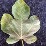16-fig-leaf