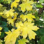 no-24-field-maple-autumn-leaves
