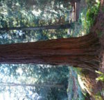Farnham and Farnham Park tree trail II no 28 giant redwood