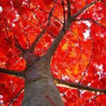 No 8 red oak autumn colour