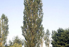 Lombardy poplar tree