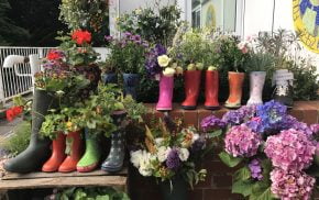 Plants growing in a display of Wellington boots.