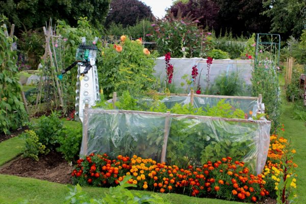 Vegetables growing on an allotment protected by caging. Orange flowers growing in foreground