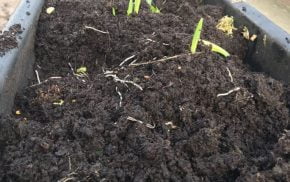 Trough of soil and broken plants.