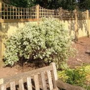 Bench with shrub and wooden fence behind.