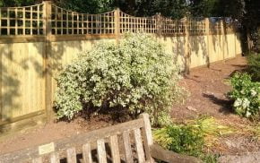 Bench with shrub and wooden fence behind.