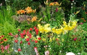 Flower bed with red, yellow and orange flowers.