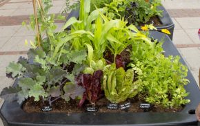 Mix of vegetables growing in two large containers in paved area of town centre.