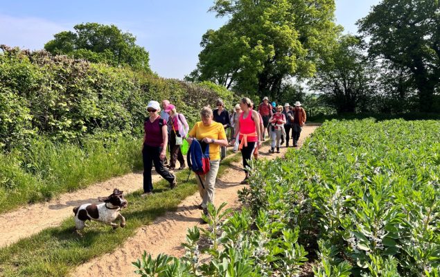 Group of people walking along a path